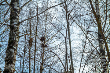 Rook nests on high birches await the arrival of birds in the spring. Blue sky and warm sun warm the birds, the beginning of nesting. Hello, spring!
