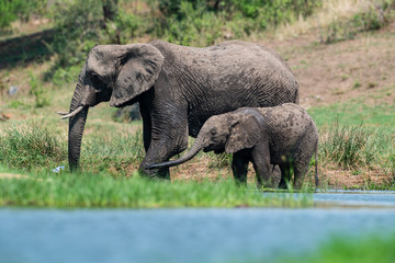Éléphant d'Afrique,  Loxodonta africana, Parc national Kruger, Afrique du Sud
