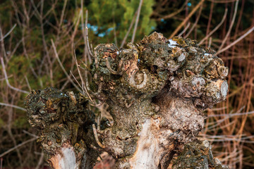 A tree withered from severe pruning in the Park. A lifeless, dead stump in nature. Harm to human nature.