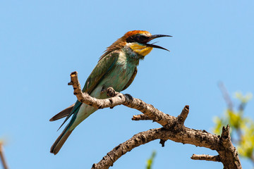 Guêpier d'Europe,.Merops apiaster, European Bee eater