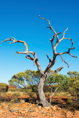 Dead tree in central Australia. 