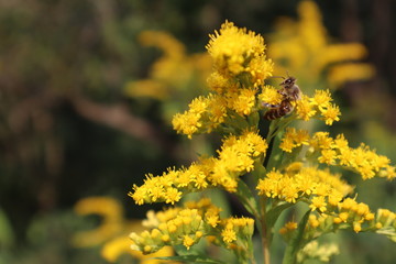 Wasp Yellow Flower