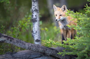 Naklejka na ściany i meble Red fox kits in the spring