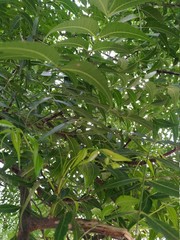 Neem tree Leaf stock photos. This photos is taken in India.