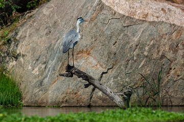 Héron cendré, Ardea cinerea, Grey Heron