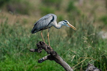 Héron cendré, Ardea cinerea, Grey Heron
