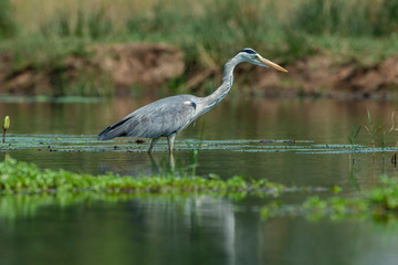 Fototapeta premium Héron cendré, Ardea cinerea, Grey Heron