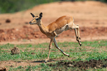 Impala, femelle, Aepyceros melampus