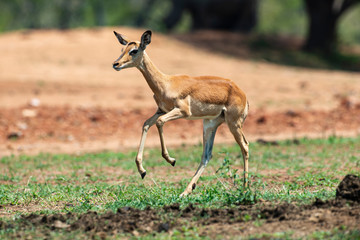 Impala, femelle, Aepyceros melampus