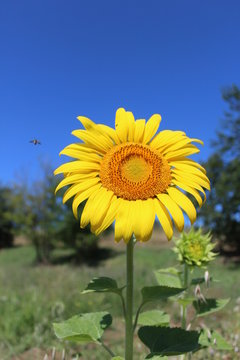 girasole 5