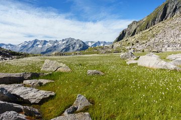 Fototapeta na wymiar Bergsee mit Wollgrasfeld und Gebirge im Hintergrund im Zillertal in Tirol
