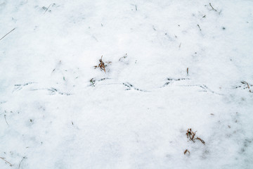 The trail of a bird on the white snow in winter. Background. Copy space.