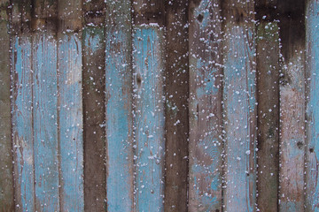 Old fence with peeling blue paint. Snow on a wooden fence in winter. Background. Copy space.