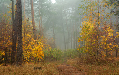 leaf fall. The forest is shrouded in morning fog. The leaves are colored with autumn colors.