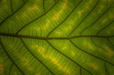 The green leaf surface of the tectona grandis tree