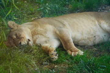 Lazy lions at a zoo 