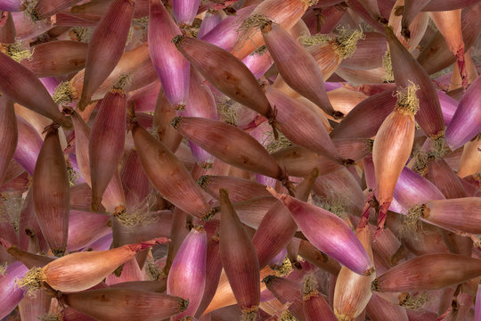 Echalion or banana shallots in random pattern of purple and golden brown