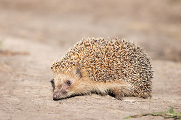 hedgehog on the grass..