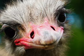 Zelfklevend Fotobehang Close up photo of a ostrich bird in a zoo © Alexandru Manole