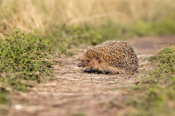 hedgehog on the grass..