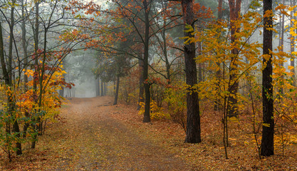 Obraz premium leaf fall. The forest is shrouded in morning fog. The leaves are colored with autumn colors.