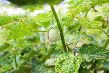 Thai Green Eggplant in the garden.