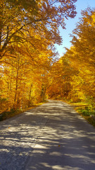 Fototapeta premium Herbstallee