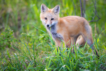 Red fox kits in the spring