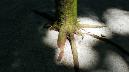 close-up tree roots in forest nature