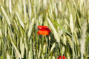 red poppies flowers on agricultural land