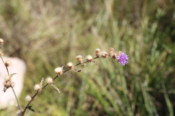 wild flowers in the meadow