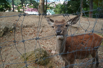Close-up photo of a beautiful deer 