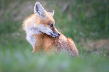 Fototapeta premium Red fox kits in the spring