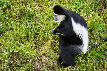 Black-and-white colobus monkey at a zoo 