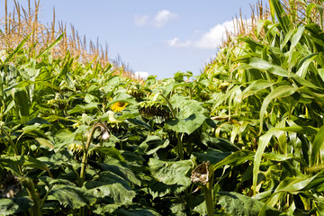annual sunflower with seeds