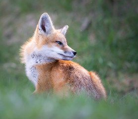 Red fox kits in the spring