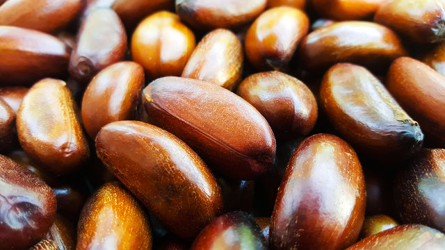 elateriospermum Tapos Blume nut, nakhon si thammarat, south of thailand