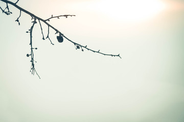 A branch with a withered old Apple against the gray sky in winter.