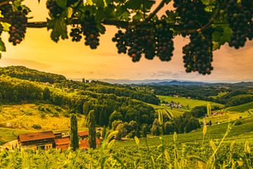 Fototapeta na wymiar Vineyard landscape at South Styrian Wine Road in Austria.