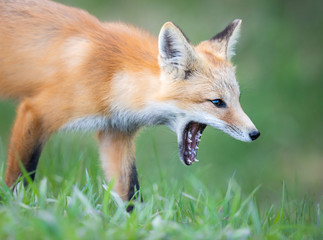 Red fox kits in the spring