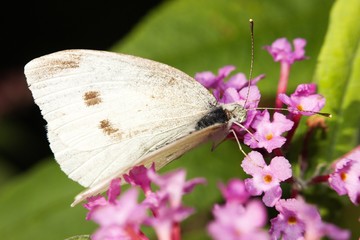 white butterfly