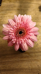 pink gerber daisy