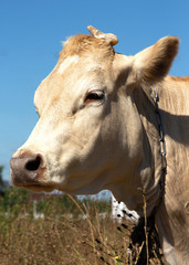 Piebald cow close-up. The symbol of the new year of the Chinese calendar.