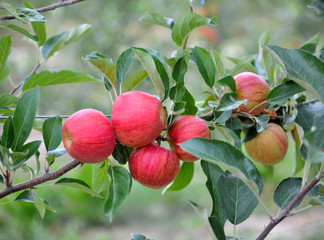 Apple orchard with ripe apples on the trees ready for harvesting