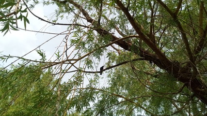 bird on the willow tree