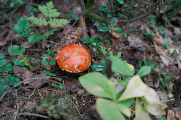 red mushroom fly agaric in the autumn forest