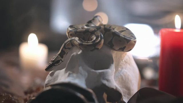 Snake lying on skull with burning candles over blurred background