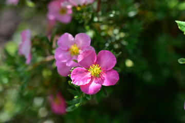 Fototapeta na wymiar Flowers macro photography Lapchatka (lat. Potentilla) pink on a Bush
