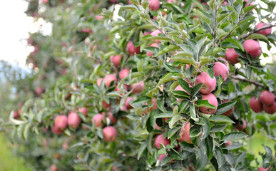 Apple orchard with ripe apples on the trees ready for harvesting
