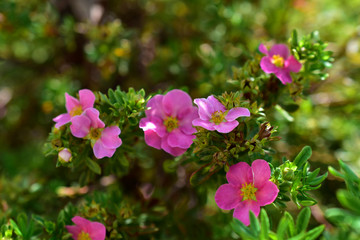 Flowers macro photography Lapchatka (lat. Potentilla) pink on a Bush